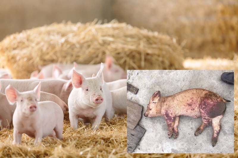 Tập trung kiểm soát, ngăn chặn tình trạng vận chuyển lợn, sản phầm từ lợn được vận chuyển qua biên giới
